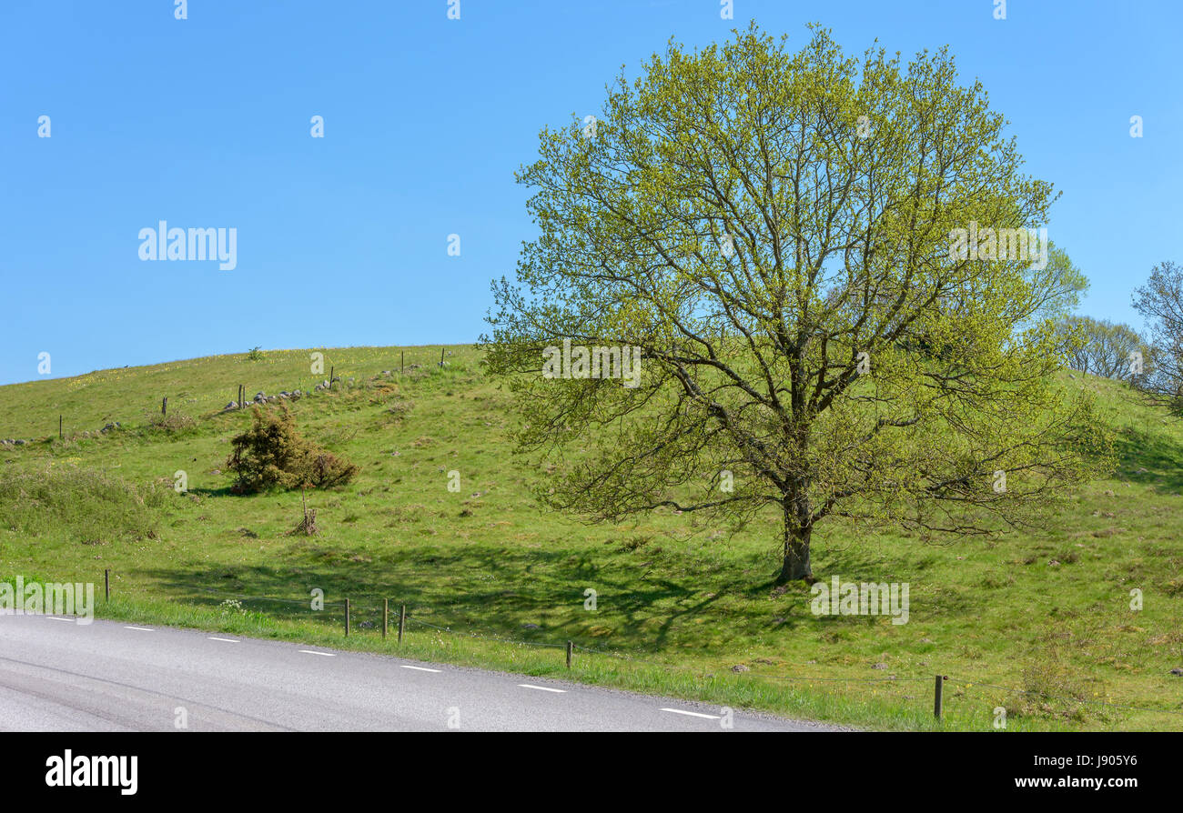 Arbre de chêne fine à côté d'une route de campagne. Soft Green Hill en arrière-plan. Lieu Brosarp dans Scania, la Suède. Banque D'Images