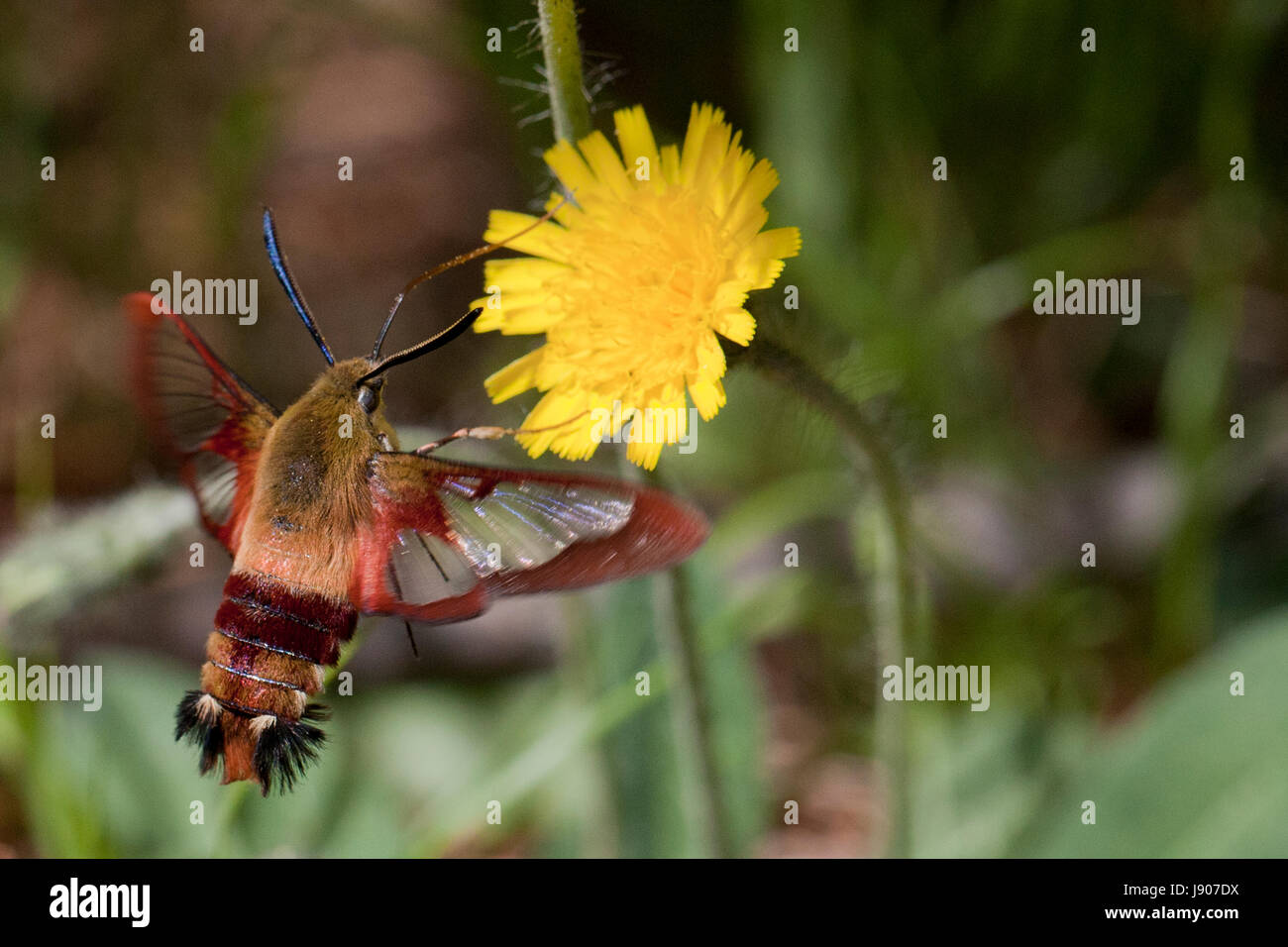 Hummingbird sésie espèce d'alimenter dans une montagne jaune fleur de pissenlit. Isolé sur un arrière-plan flou. Banque D'Images