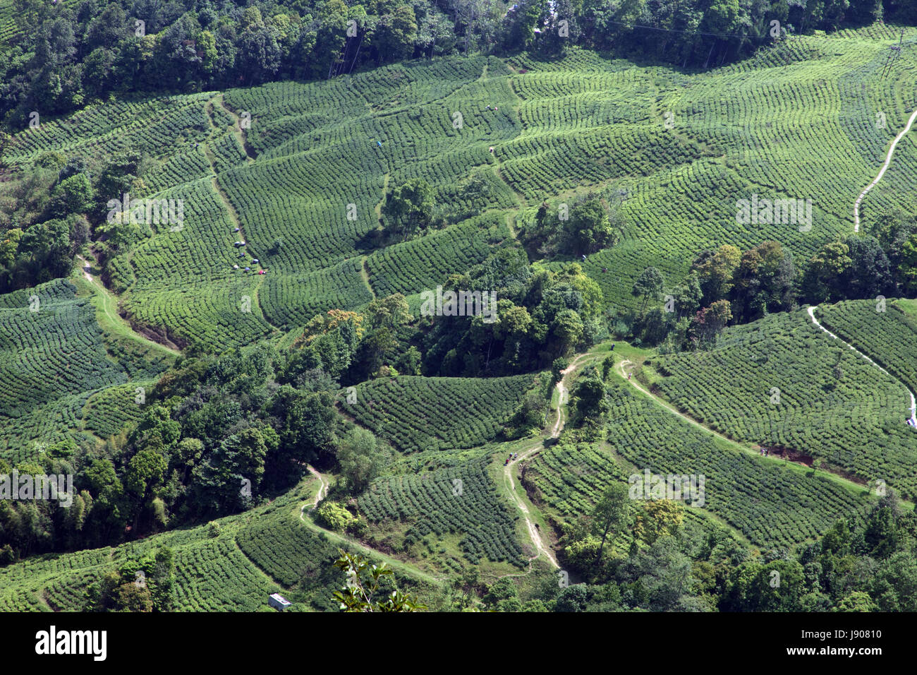 Voir l'Observatoire du paysage de l'ouest du Bengale en Inde Darjeeling Hill Banque D'Images