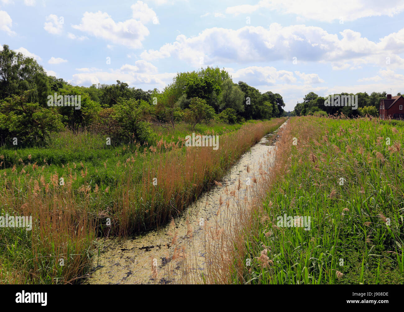 Holme Fen National Nature Reserve Banque D'Images