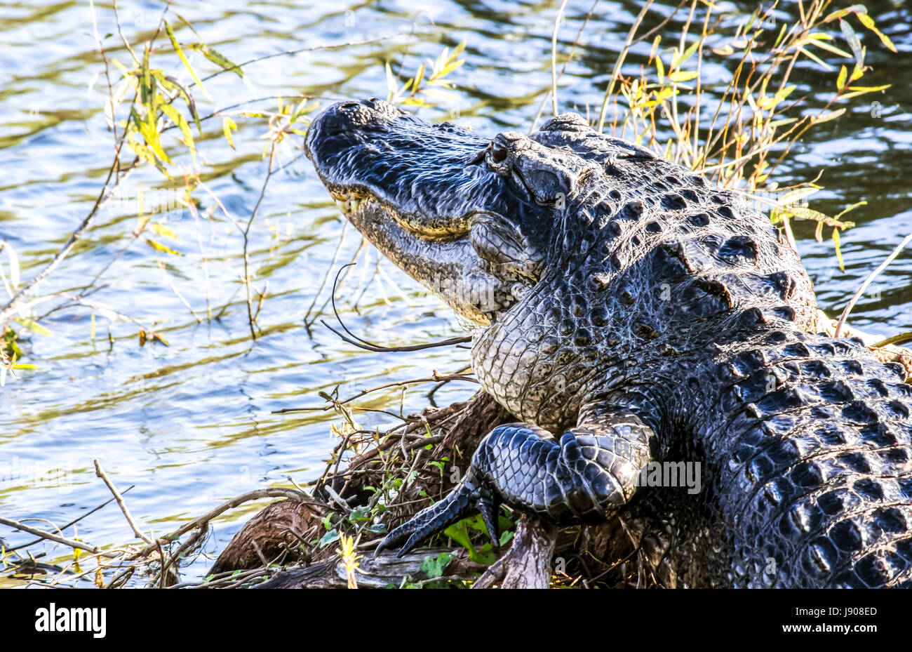 Alligator dans le parc national des Everglades Banque D'Images