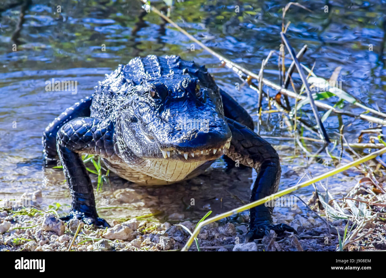 Alligator dans le parc national des Everglades Banque D'Images