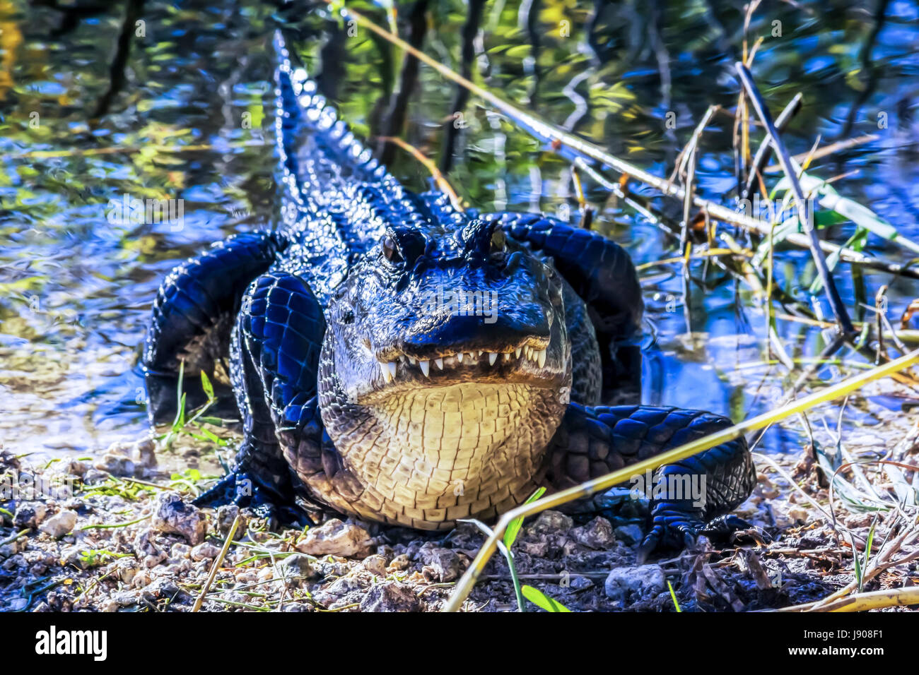 Alligator dans le parc national des Everglades Banque D'Images