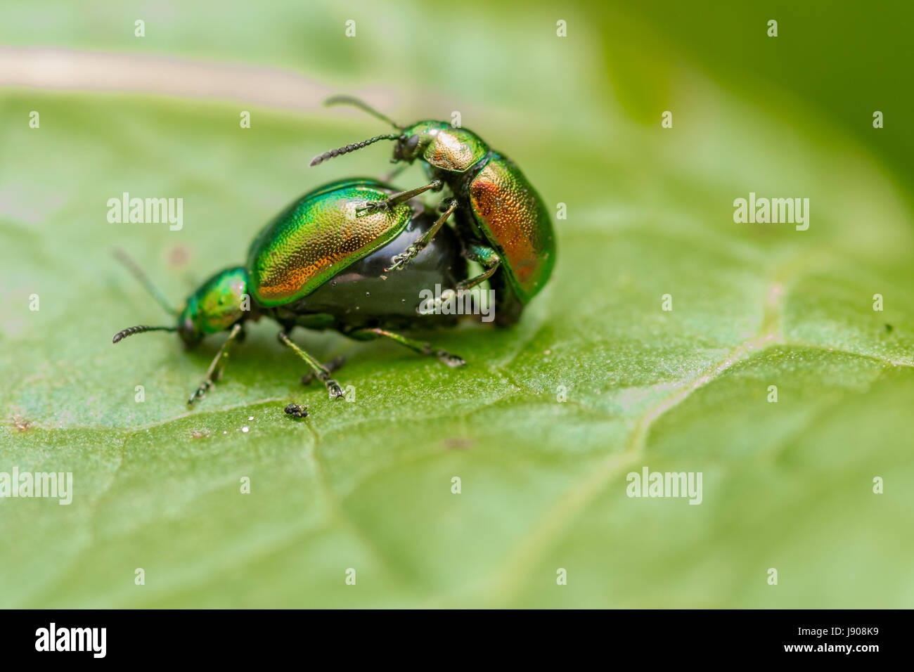 Le tansy beetle (Chrysolina graminis) Banque D'Images