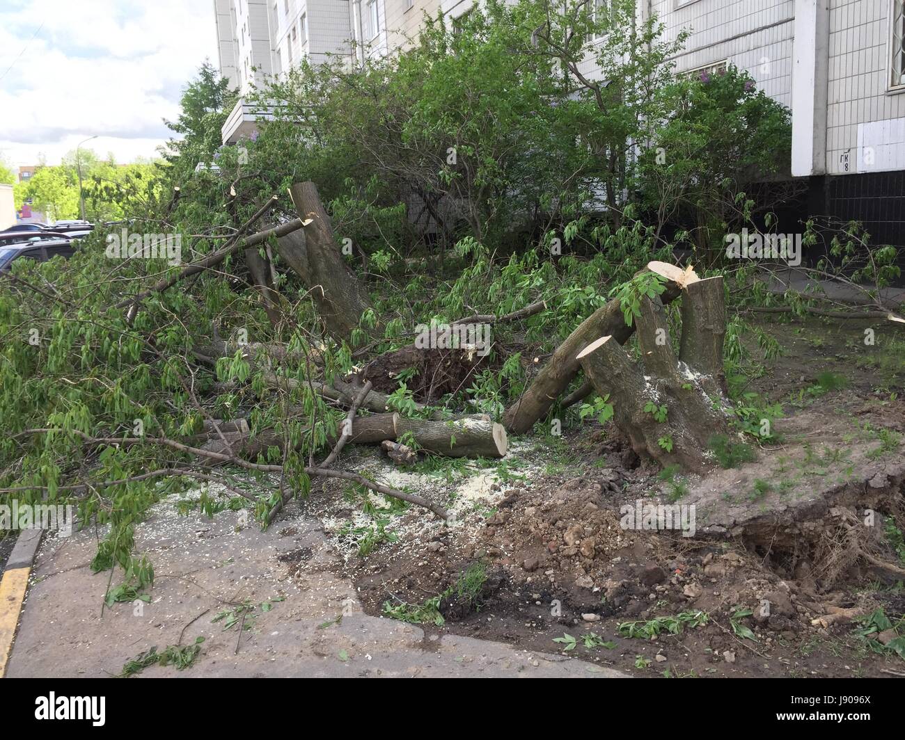 Moscou, Russie - 30 mai 2017 : séquelles de l'ouragan à Moscou. Compétentes ont commencé à couper les arbres tombés dans Babushkinskiy, district de Moscou. Banque D'Images