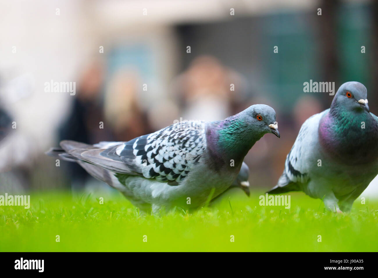 Trois pigeons sauvages dans une prairie dans un parc urbain Banque D'Images
