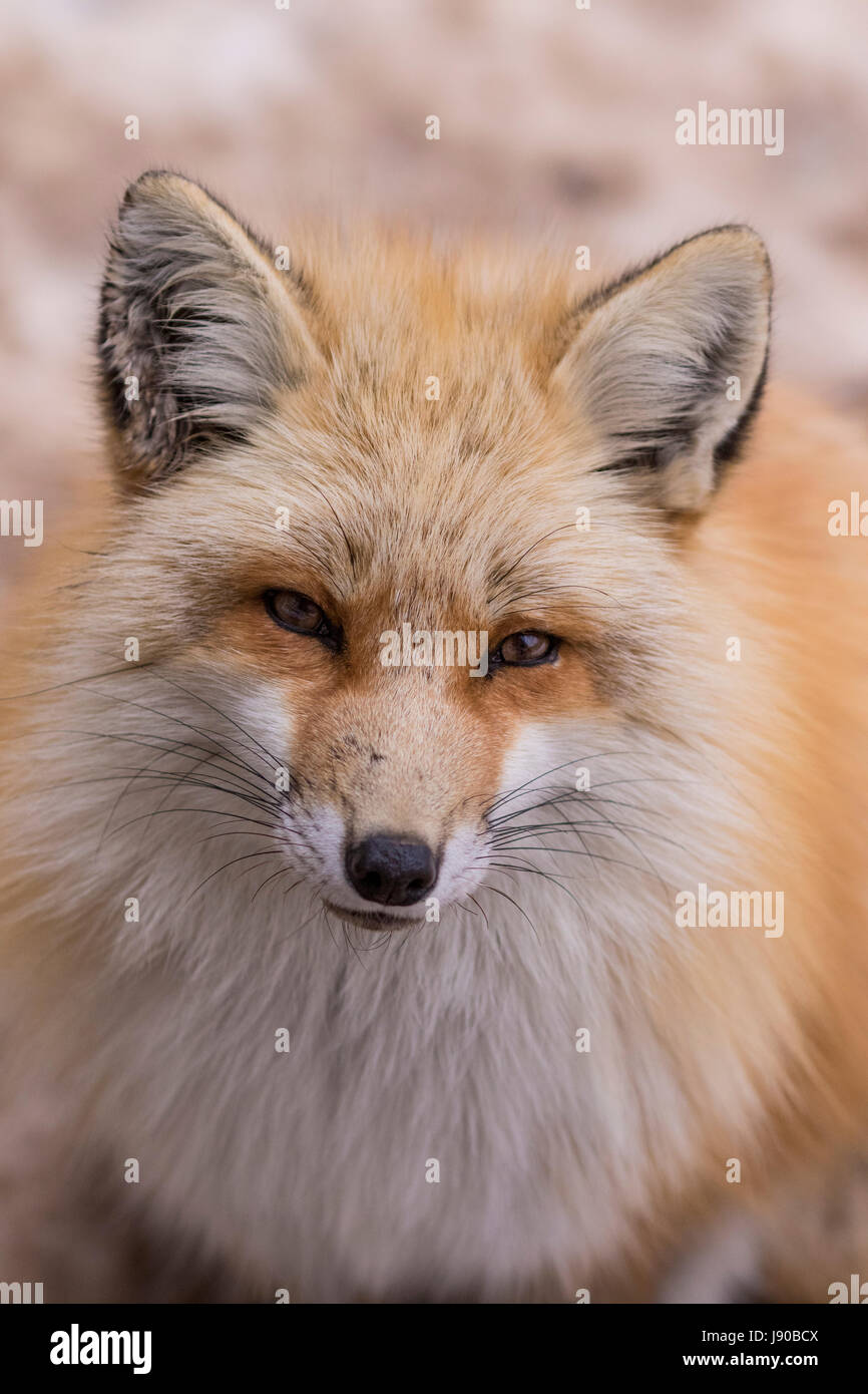Magnifique portrait de fox en captivité (Canidae) dans la préfecture de Miyagi, Japon Banque D'Images