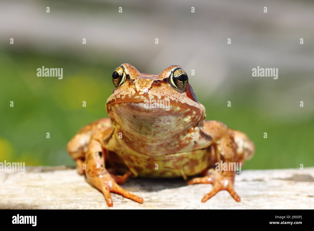 Close up of European common frog (Rana temporaria ) Banque D'Images