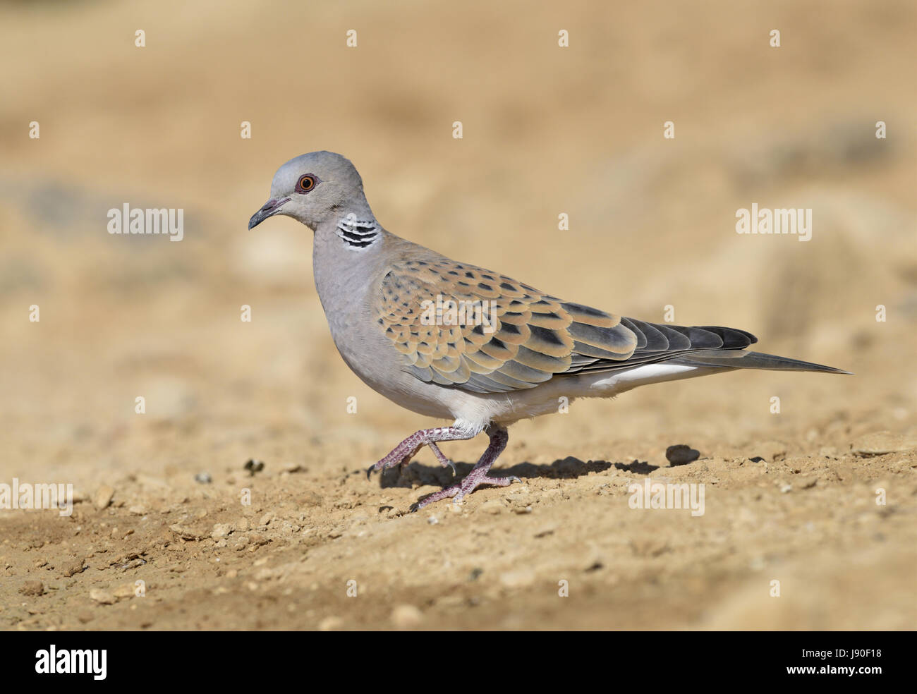 - Tourterelle Streptopelia turtur Banque D'Images