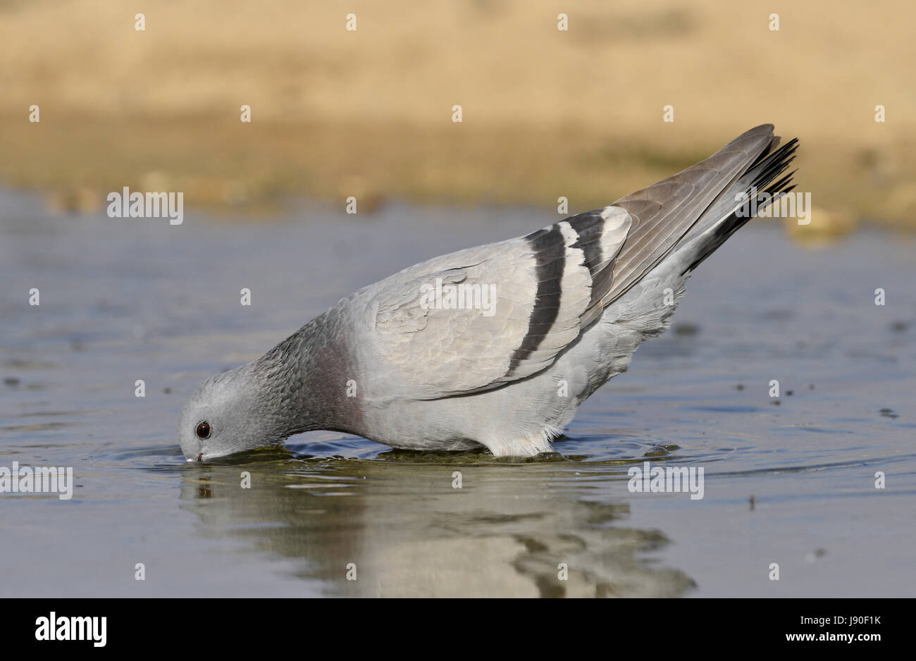 Pigeon biset - Columba livia Banque D'Images