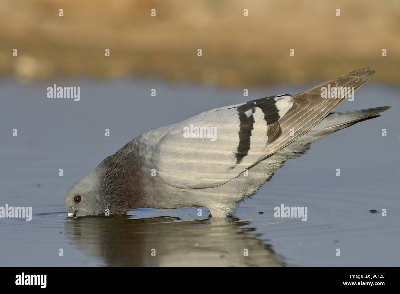 Pigeon biset - Columba livia Banque D'Images