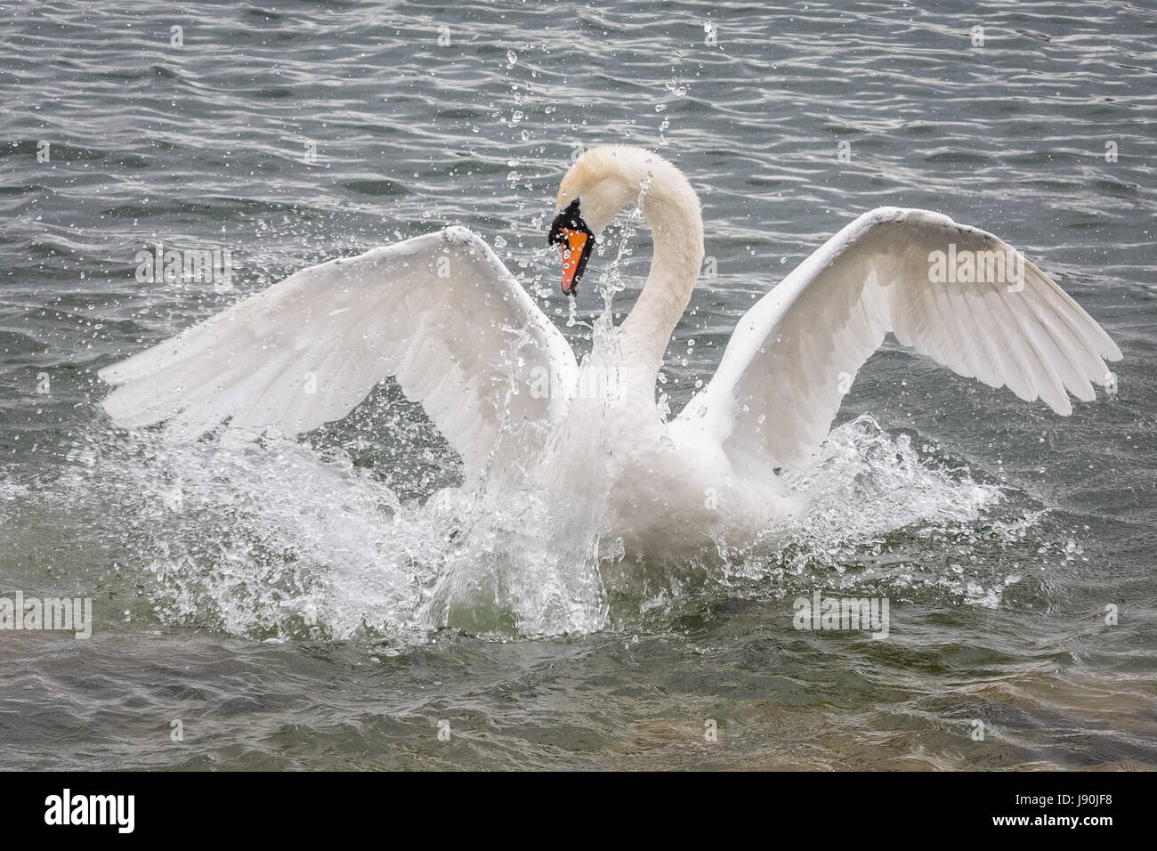 Londres, Royaume-Uni. 30 mai, 2017. Cygne muet sur l'étang de l'Eau Canada © Guy Josse/Alamy Live News Banque D'Images