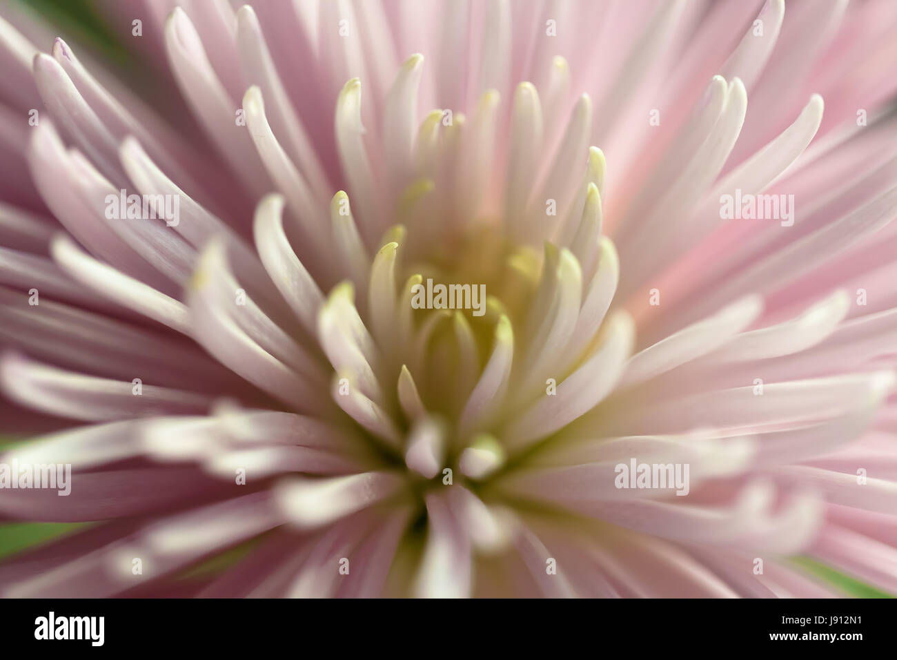 Gros plan d'un chrysanthème Banque D'Images