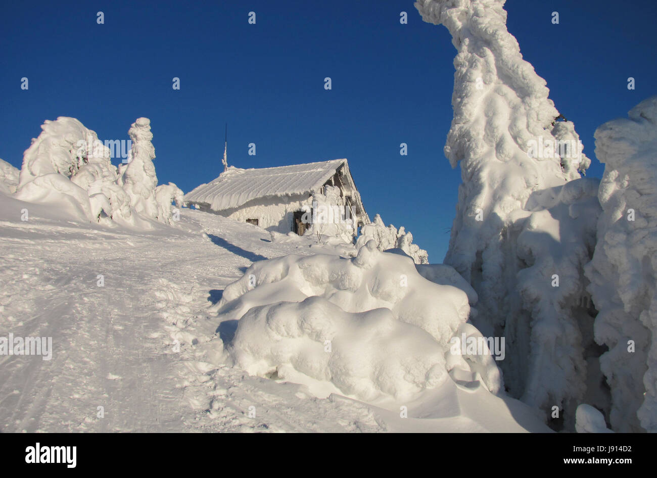 L'hiver sur le grand arber Banque D'Images