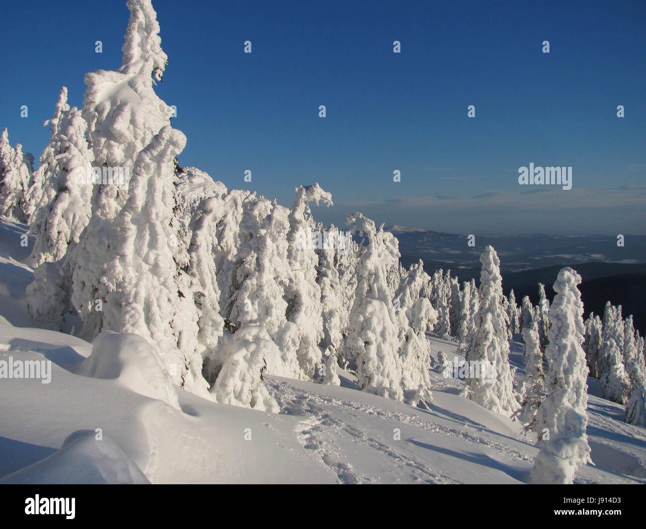 Forêt d'hiver sur le grand arber Banque D'Images