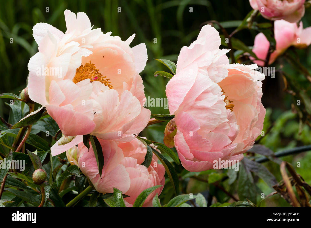 Deux fleurs de la pivoine, fleur semi double Paeonia 'Coral Charm' Banque D'Images