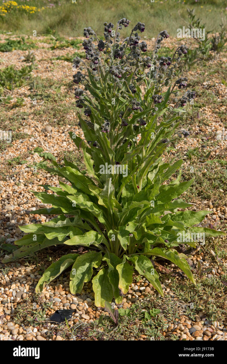 Houndstongue, houndstooth ou les rats et les souris, Cynoglossom officinale, plante poussant dans les galets de plage de Chesil dans le Dorset, Mai Banque D'Images