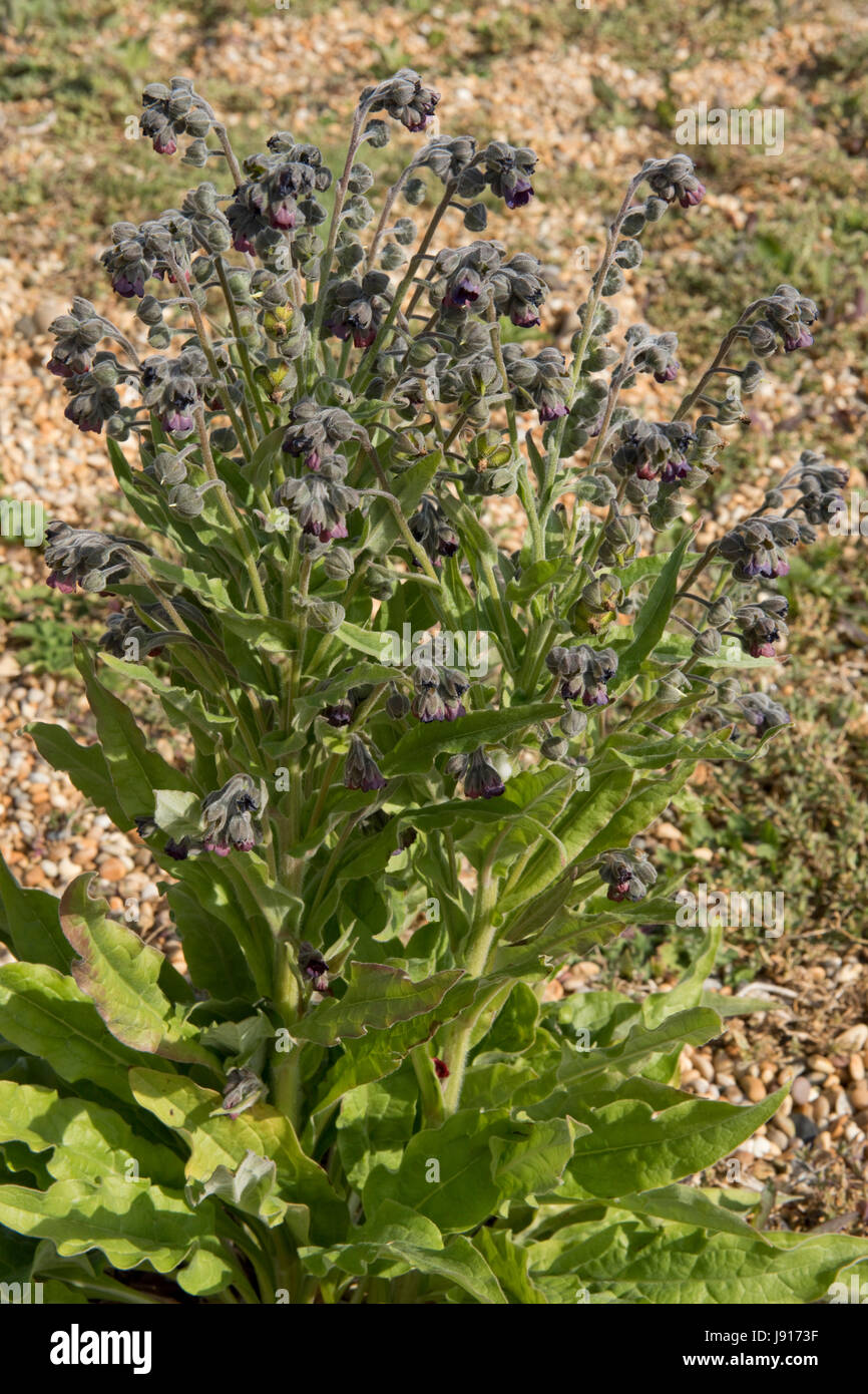 Houndstongue, houndstooth ou les rats et les souris, Cynoglossom officinale, plante poussant dans les galets de plage de Chesil dans le Dorset, Mai Banque D'Images