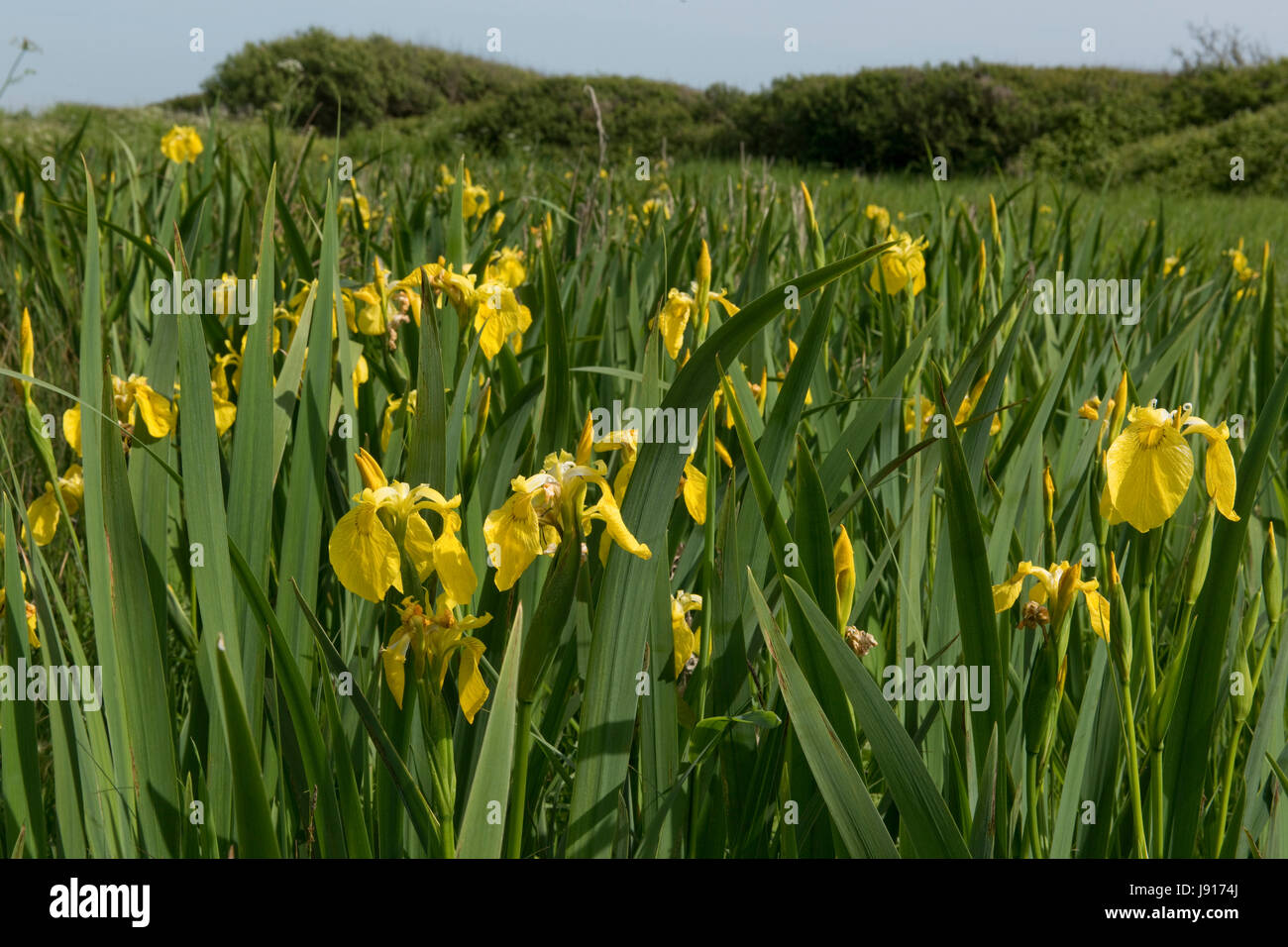 Drapeau jaune ou iris, Iris pseudocorus, en fleurs dans les marais humides derrière Chesil Beach dans le Dorset, Mai Banque D'Images