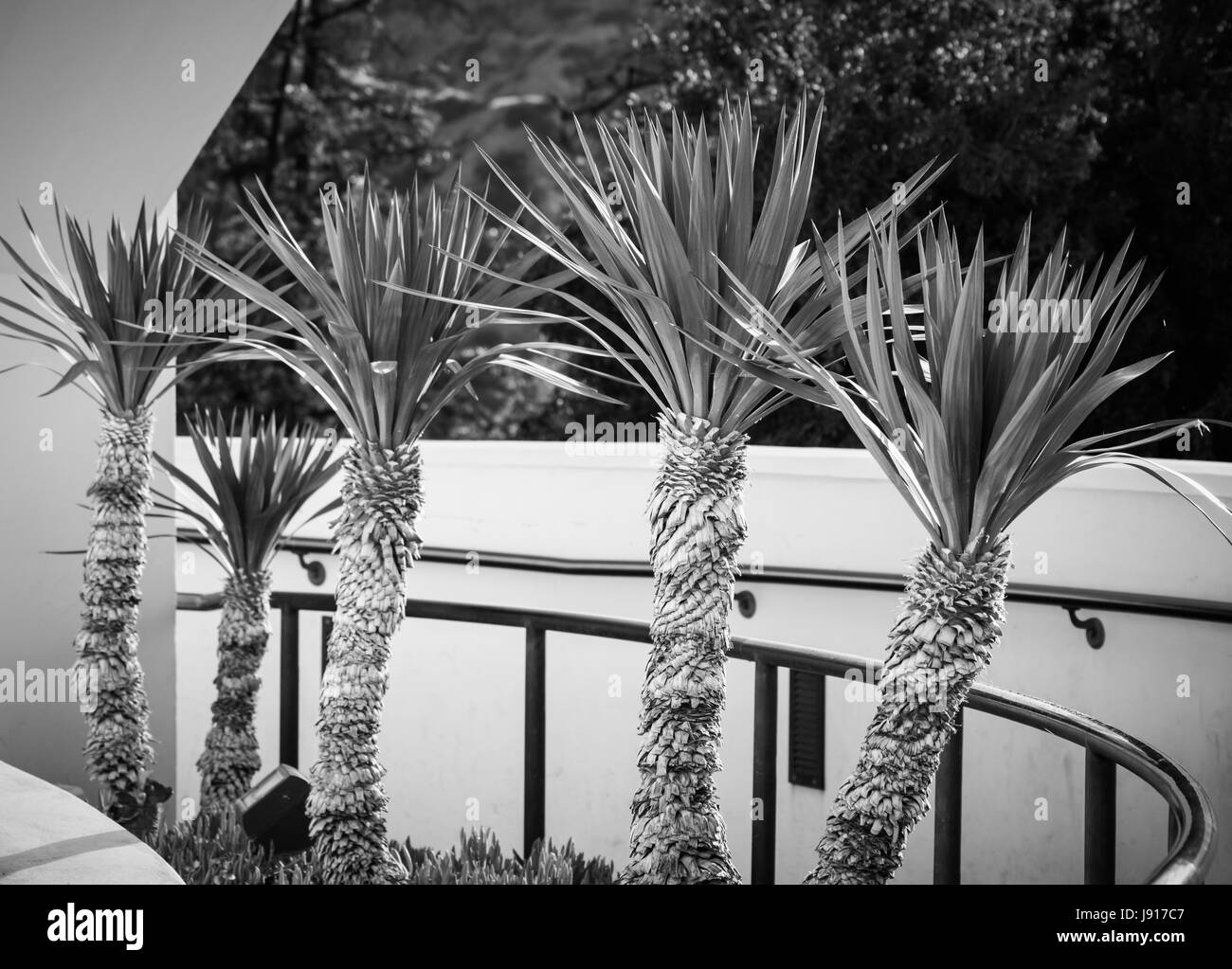 Petits palmiers Banque D'Images