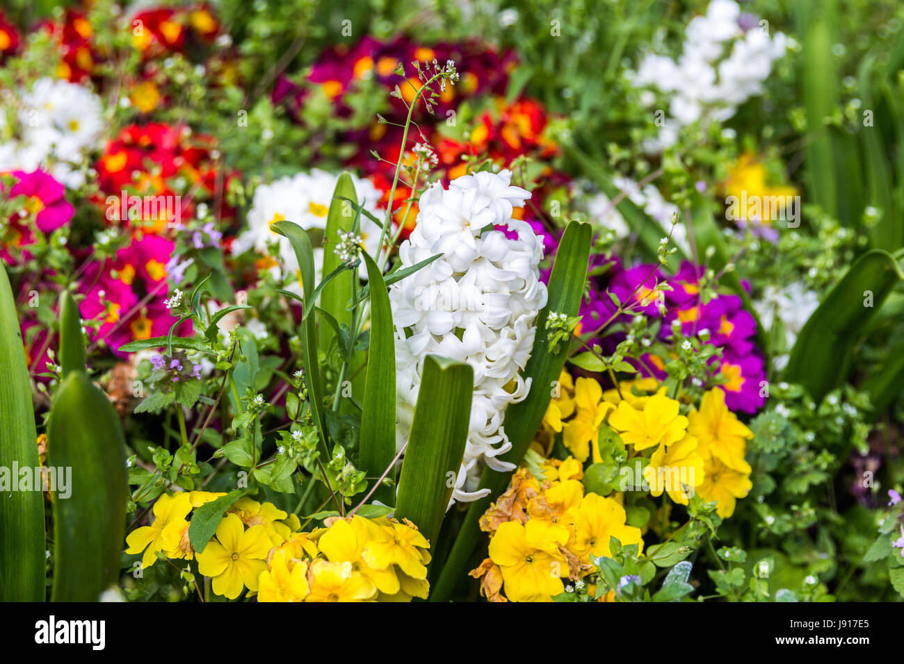 Fleurs colorées dans le parc. Paysage de printemps. Banque D'Images