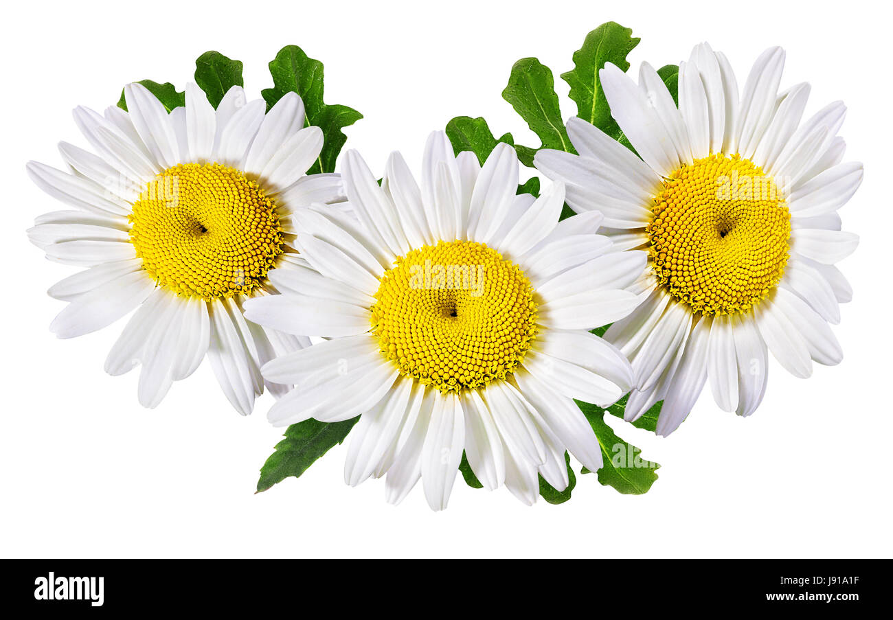 Camomille flower isolated with clipping path Banque D'Images Camomille flower isolated with clipping path Banque D'Images
