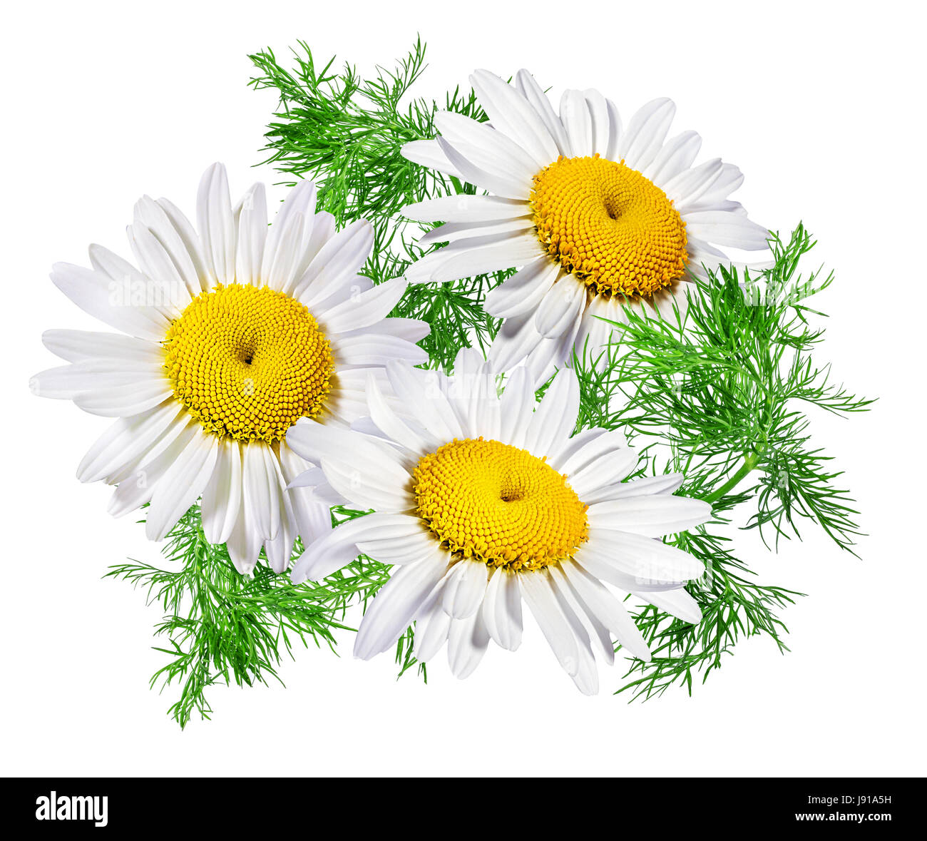 Camomille flower isolated with clipping path Banque D'Images Camomille flower isolated with clipping path Banque D'Images