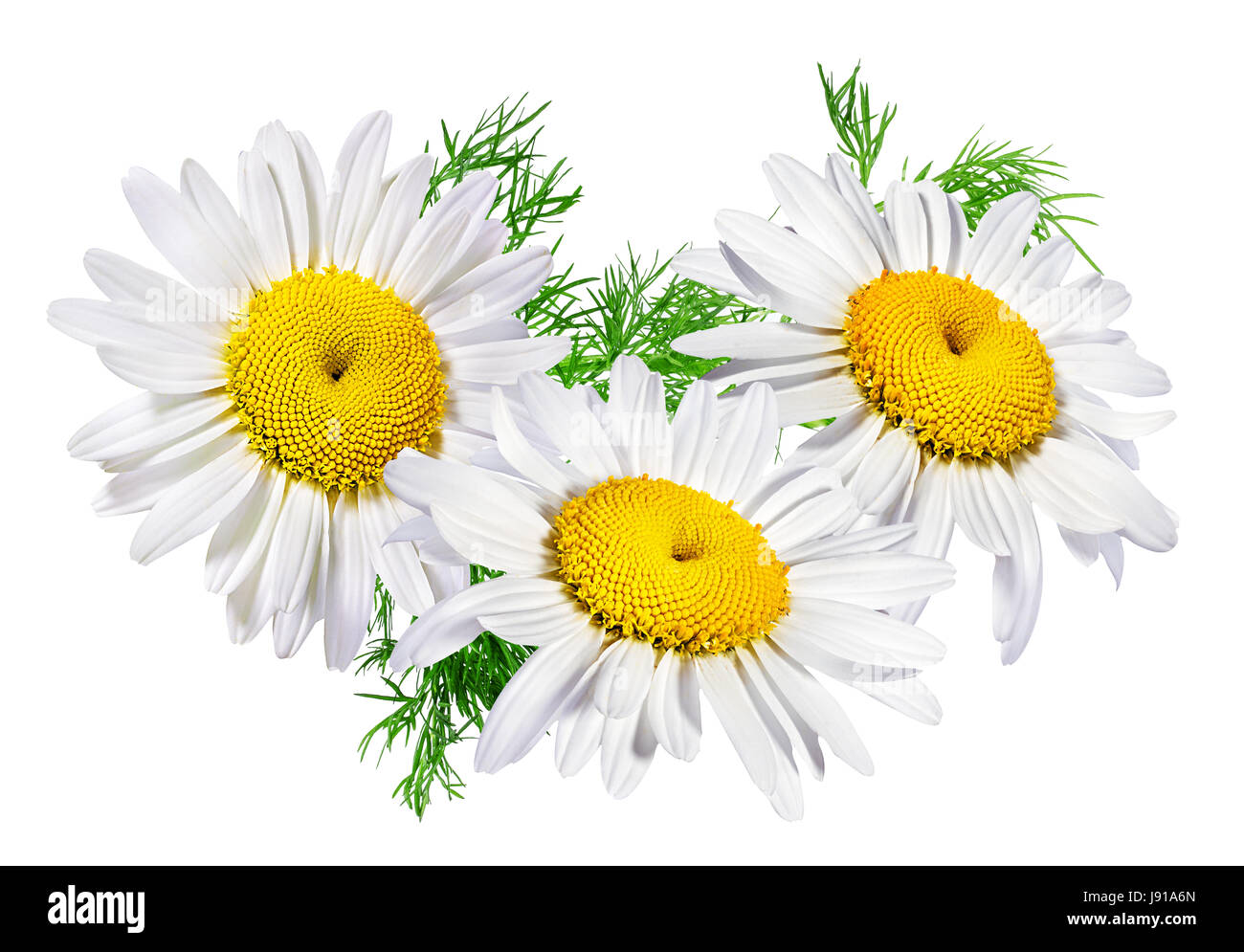 Camomille flower isolated with clipping path Banque D'Images Camomille flower isolated with clipping path Banque D'Images