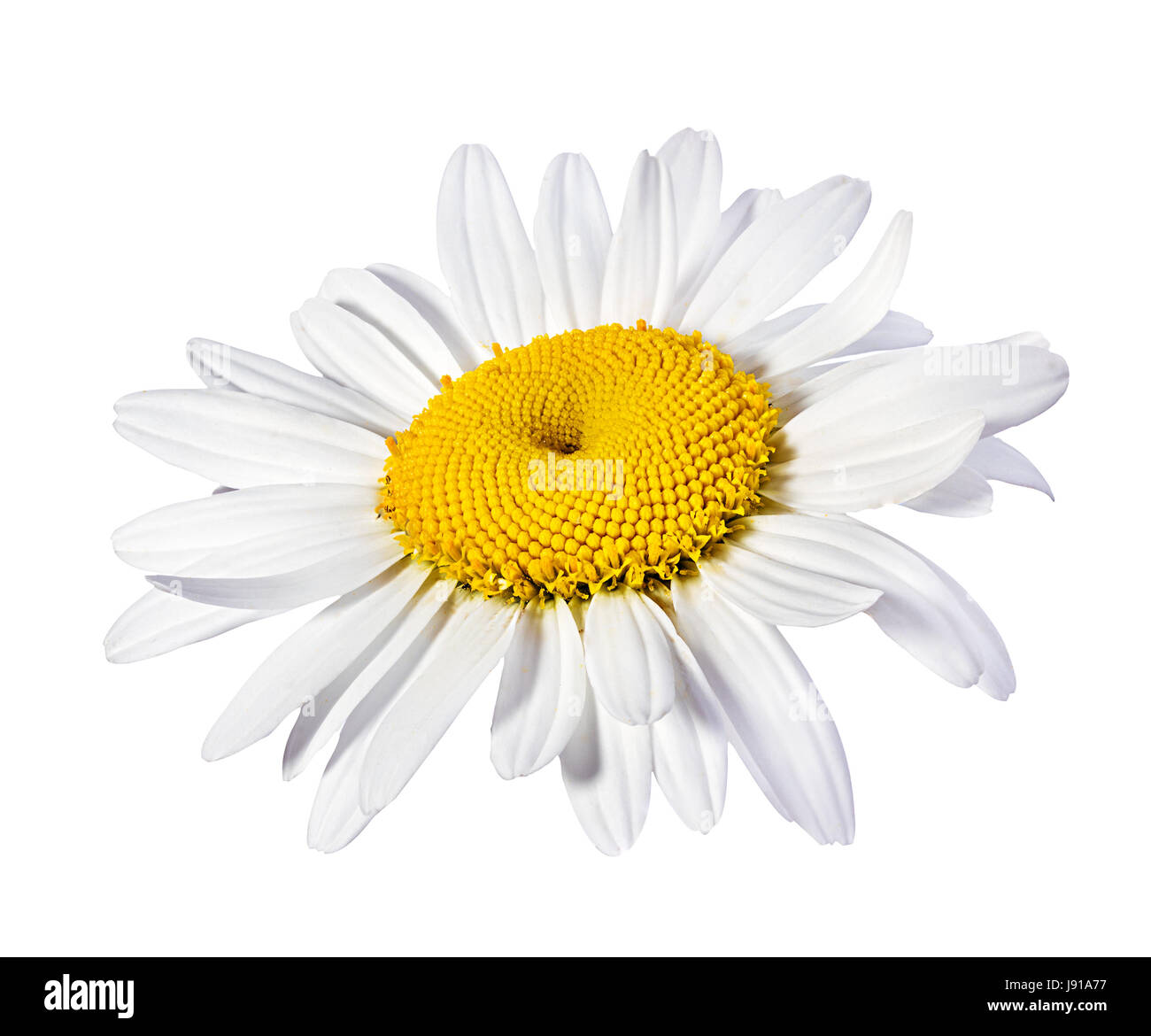 Camomille flower isolated with clipping path Banque D'Images Camomille flower isolated with clipping path Banque D'Images