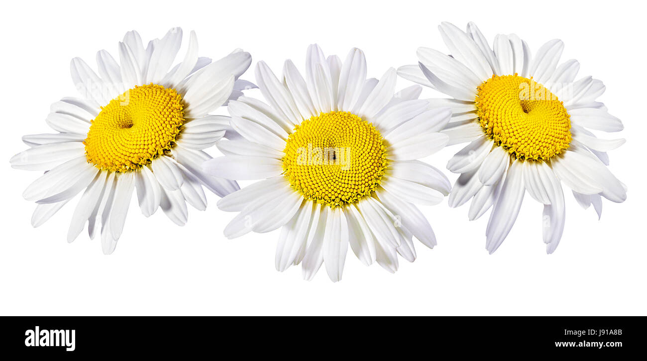 Camomille flower isolated with clipping path Banque D'Images Camomille flower isolated with clipping path Banque D'Images