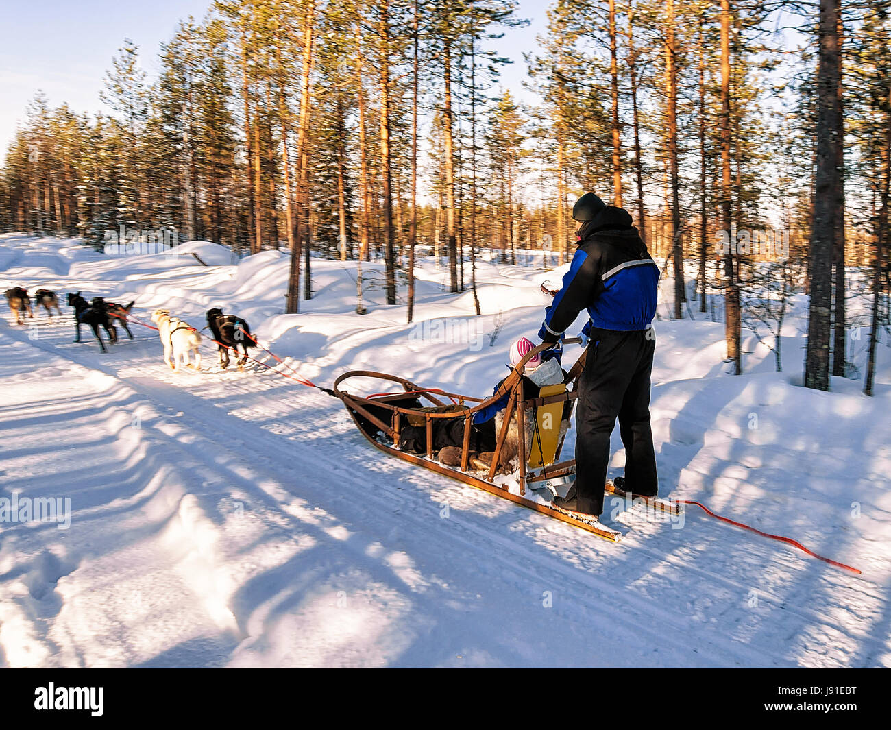 Famille équitation traîneau chiens husky à Rovaniemi, Laponie, Finlande Banque D'Images