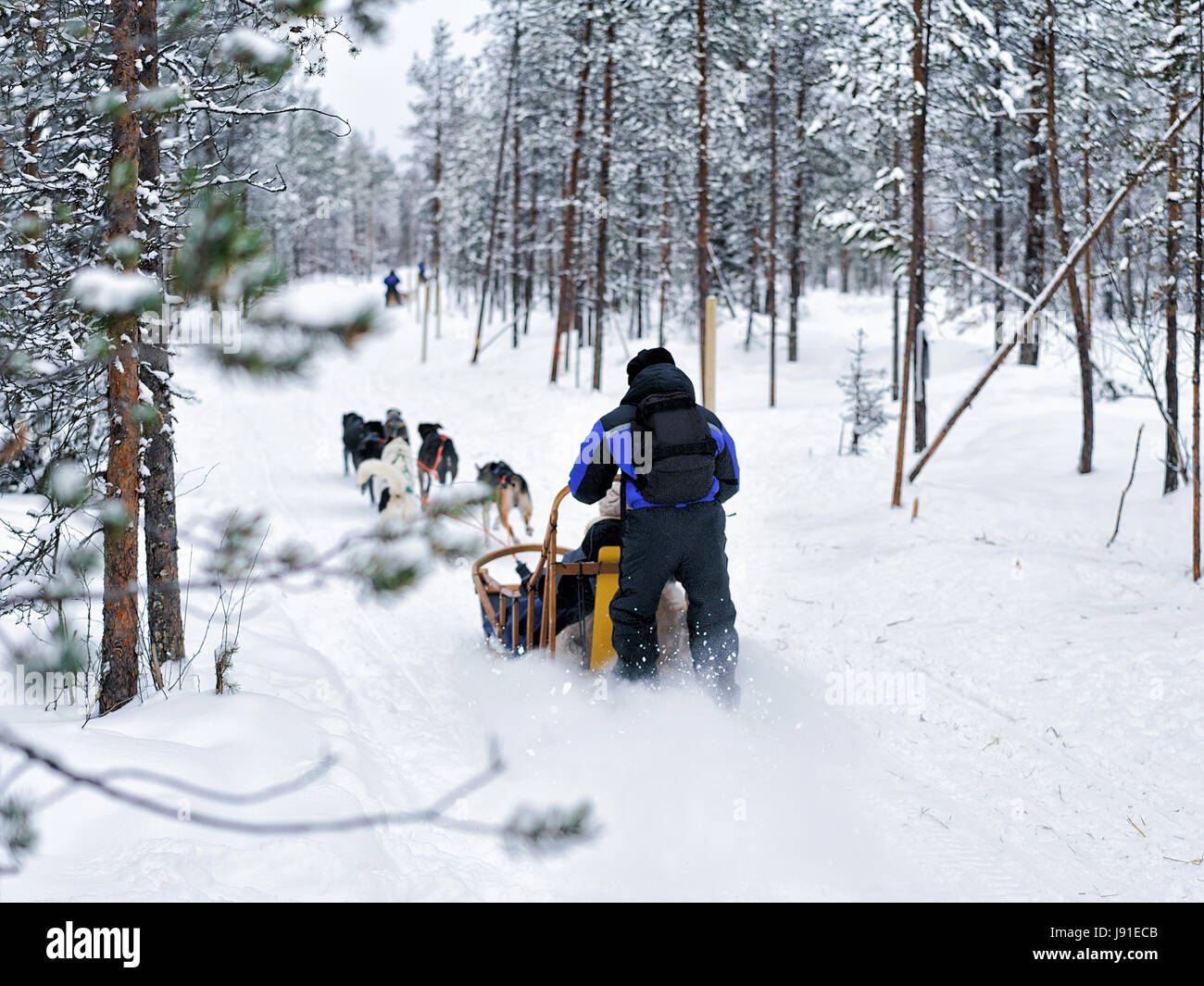 Famille équitation traîneau chiens husky, Rovaniemi, Laponie finlandaise Banque D'Images