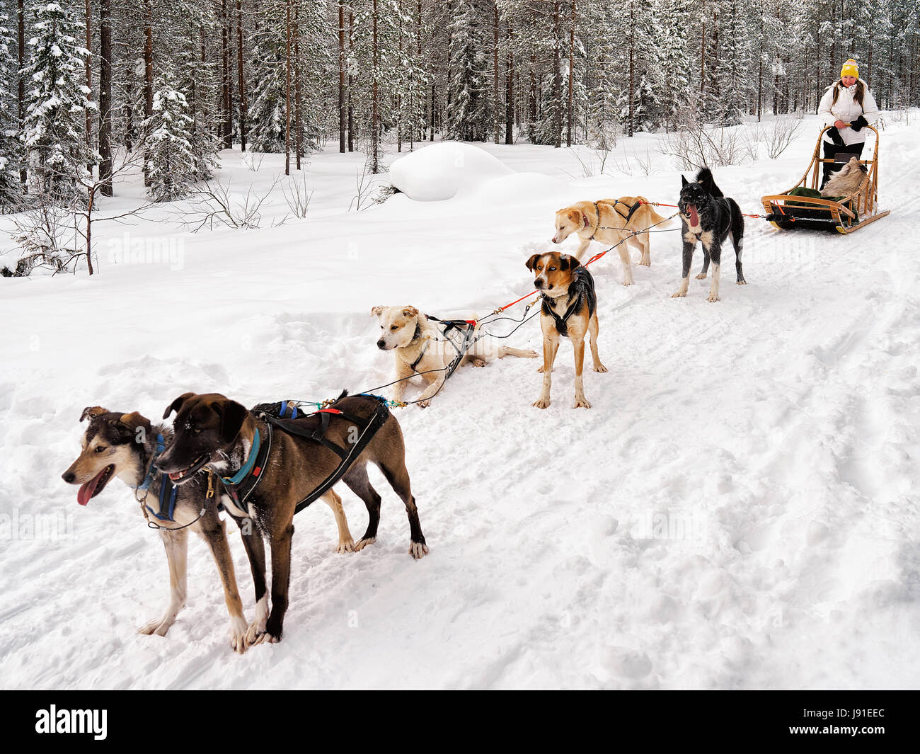 Fille en traîneau à chiens Husky à Rovaniemi, Laponie, Finlande Banque D'Images