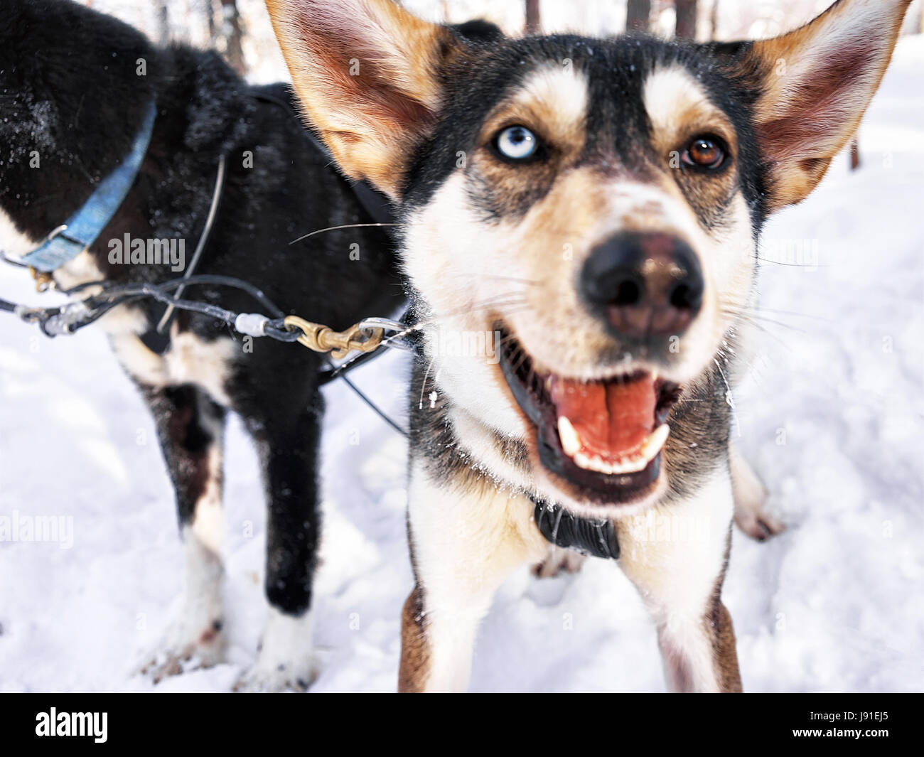 Traîneau à chiens husky dans la ferme de Rovaniemi, Laponie, Finlande Banque D'Images