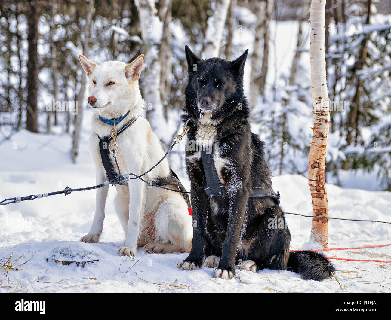 Traîneau à chiens husky à Rovaniemi, Laponie, Finlande Banque D'Images
