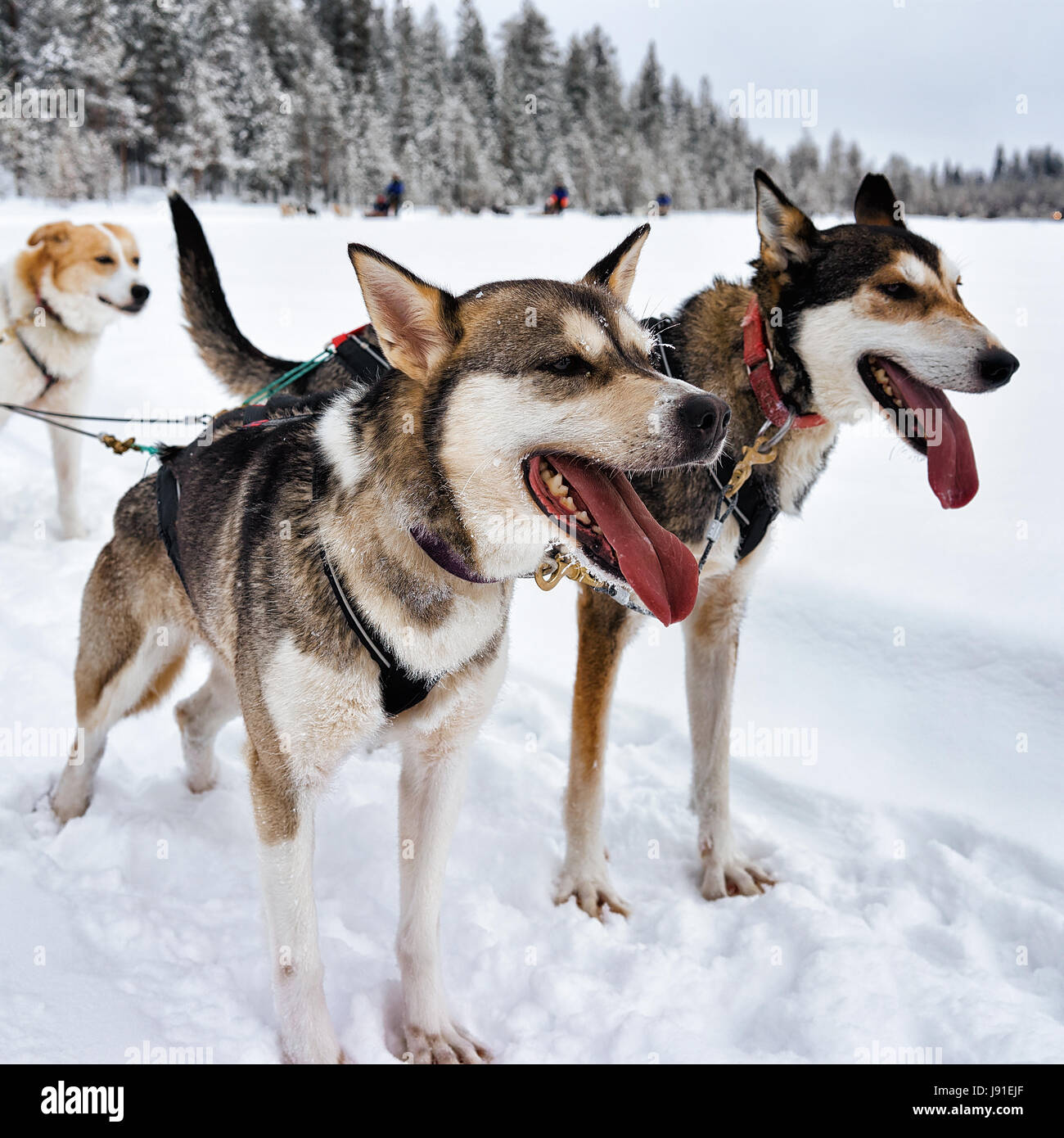 En traîneau à chiens husky Rovaniemi, Laponie, Finlande Banque D'Images