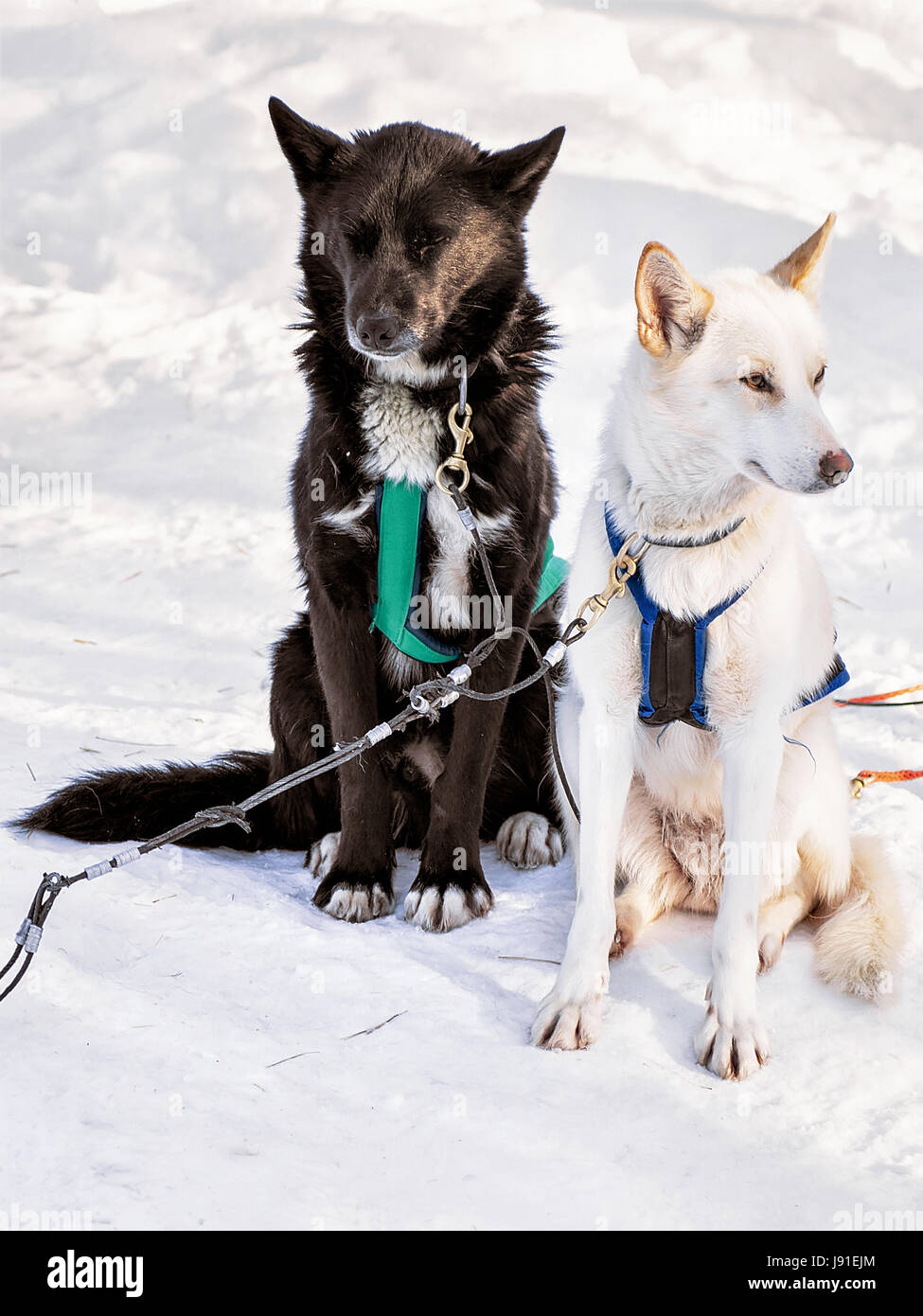 Traîneau à chiens husky dans la ferme de Rovaniemi, Laponie, Finlande Banque D'Images