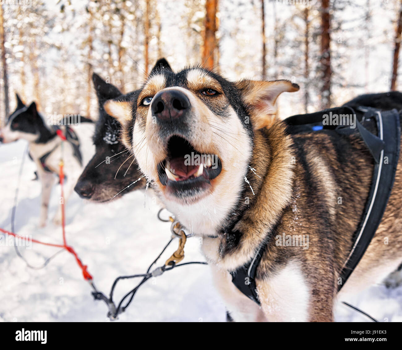 En traîneau à chiens husky ferme Rovaniemi, Laponie, Finlande Banque D'Images