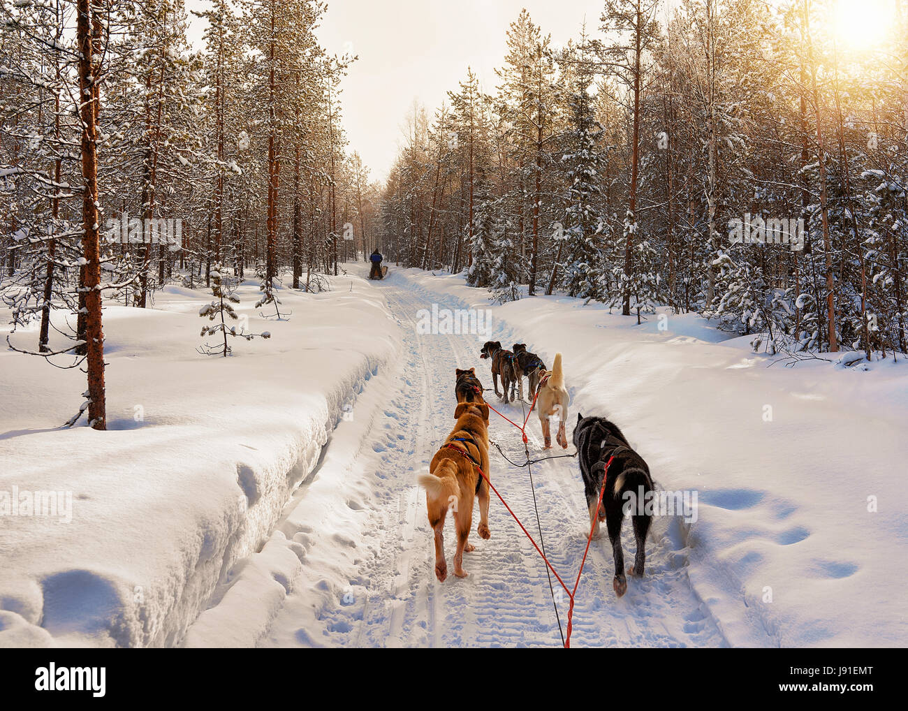 Traîneau à chiens husky à Rovaniemi, Laponie, Finlande Banque D'Images