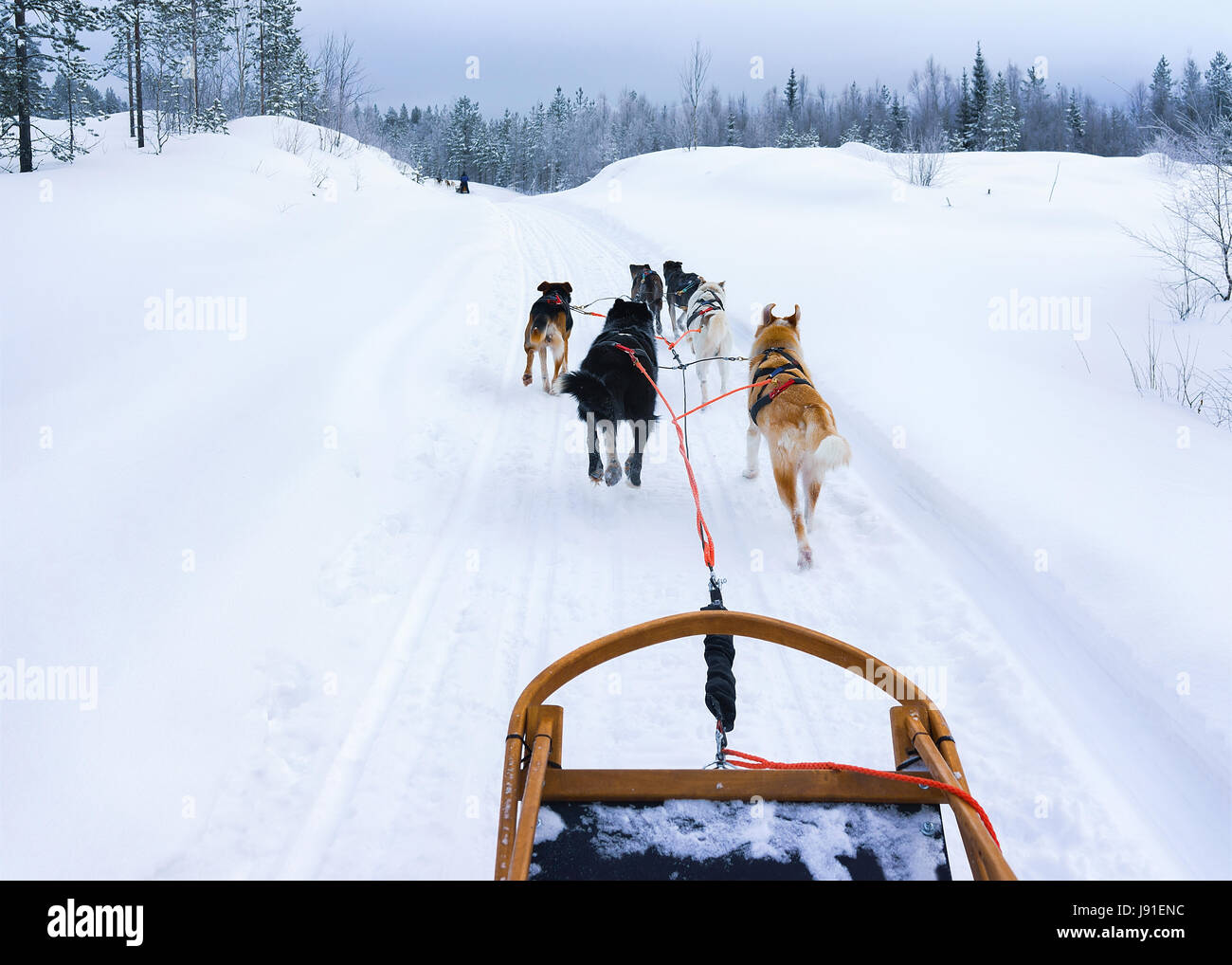 Traîneau à chiens husky à Rovaniemi, Laponie finlandaise Banque D'Images