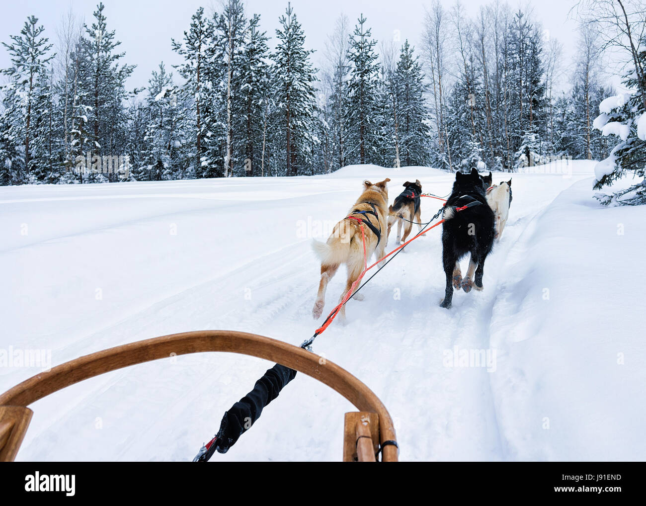 Traîneau à chiens husky à Rovaniemi, Laponie en Finlande Banque D'Images