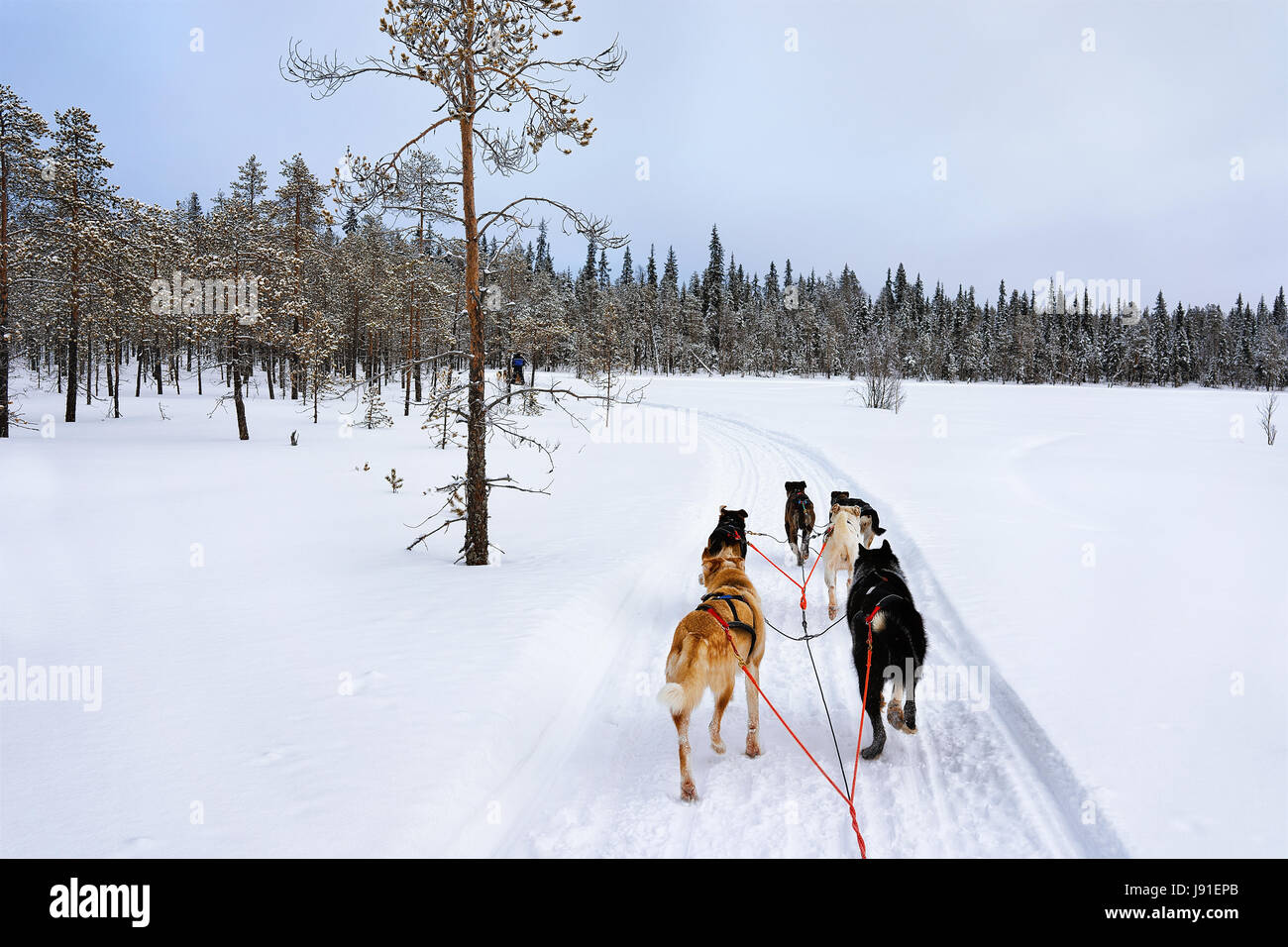 Traîneau à chiens husky à Rovaniemi, Laponie finlandaise Banque D'Images