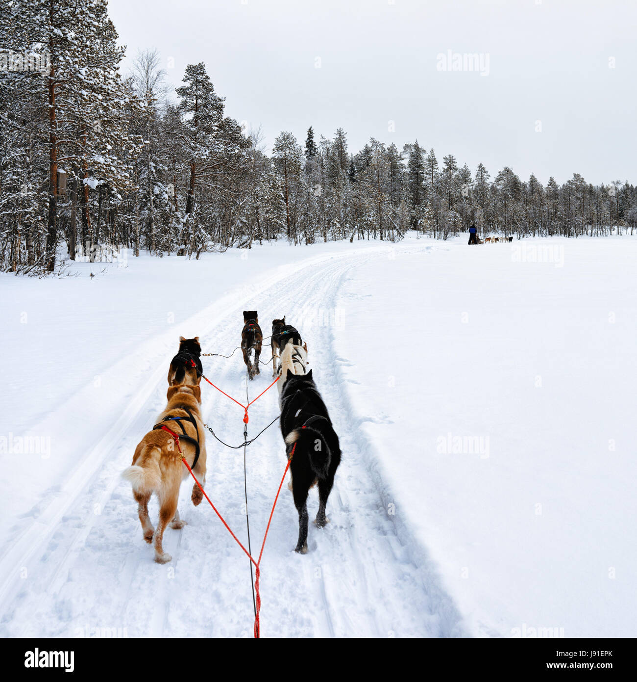 Traîneau à chiens husky, Rovaniemi, Laponie, Finlande Banque D'Images