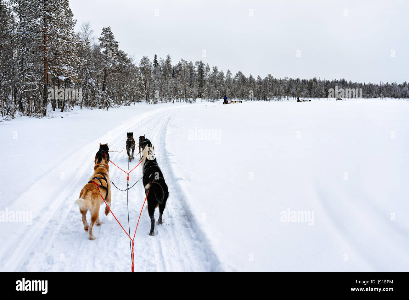 Traîneau à chiens husky, Rovaniemi, Laponie finlandaise Banque D'Images