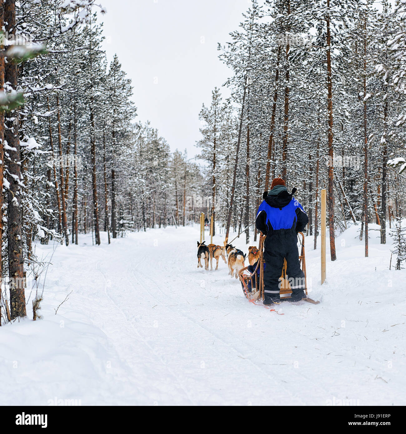L'homme et de traîneau chiens Husky à Rovaniemi, Laponie, Finlande Banque D'Images