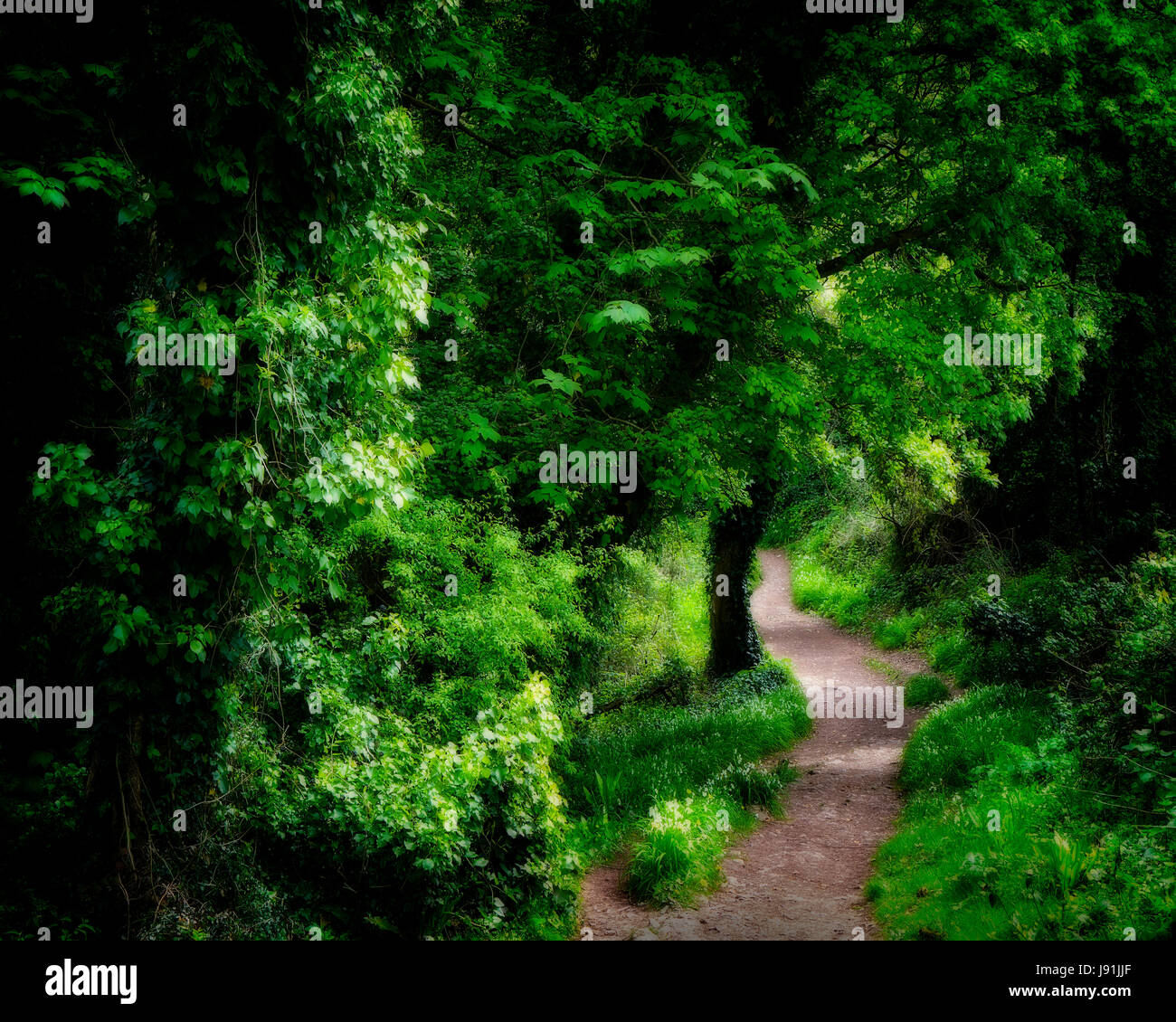 Go - DEVON : le long du sentier du littoral au-dessus Anstey's Cove et Torquay Babbacombe entre Banque D'Images