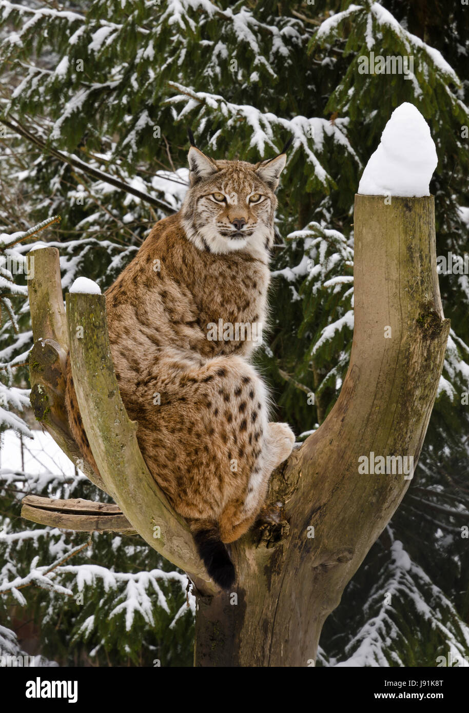 Lynx en hiver Banque D'Images