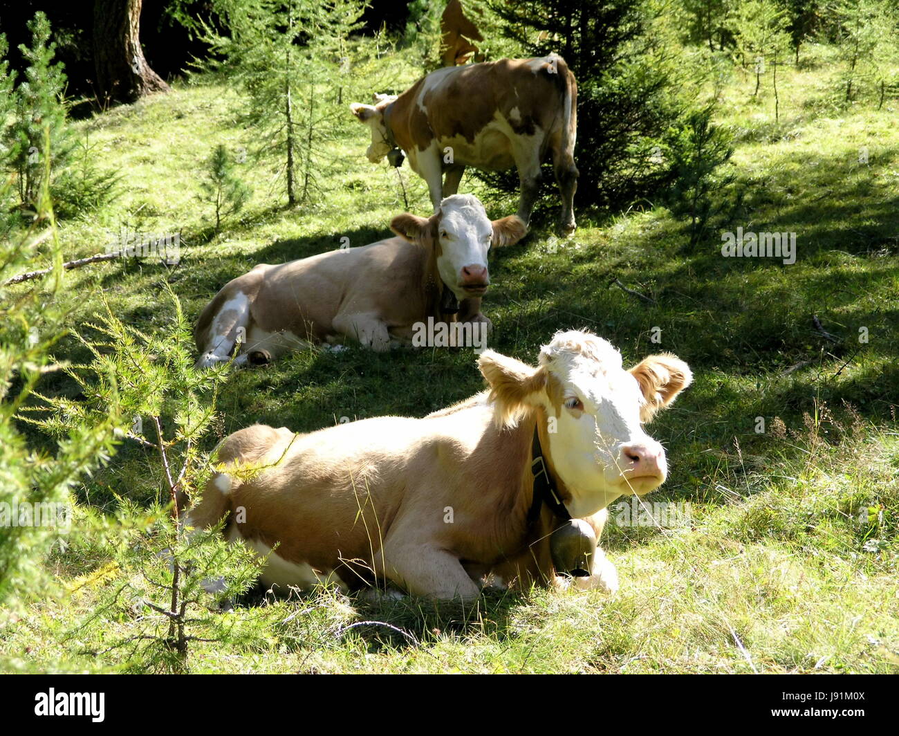 Montagnes, l'agriculture, de l'agriculture, de l'Alp, vaches, prairie, forêt, montagne, Banque D'Images