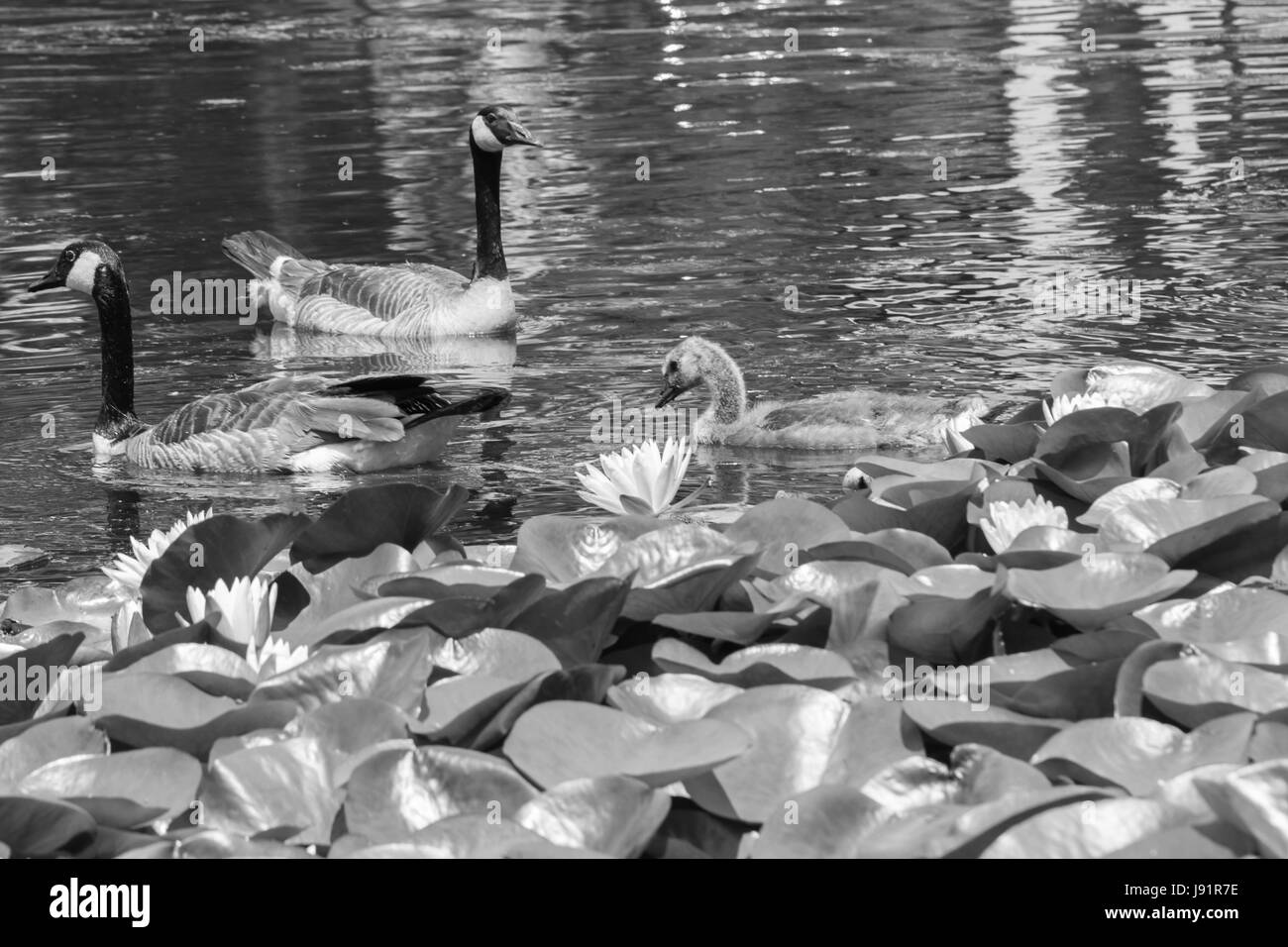 Canards Banque D'Images