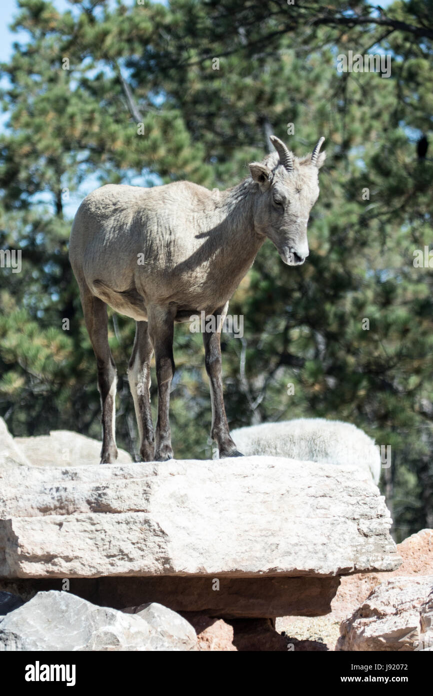 La chèvre de montagne dans le Dakota du Sud Banque D'Images
